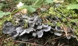 genus Peltigera