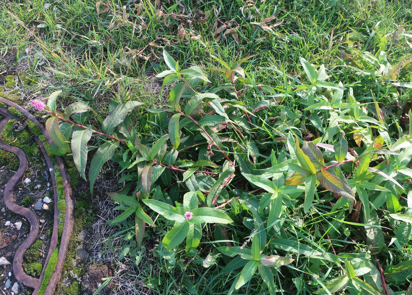 Image of Persicaria amphibia specimen.