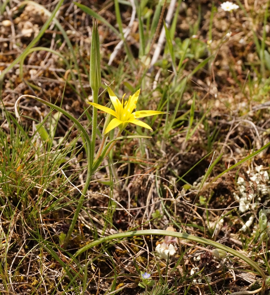 Image of Gagea taurica specimen.