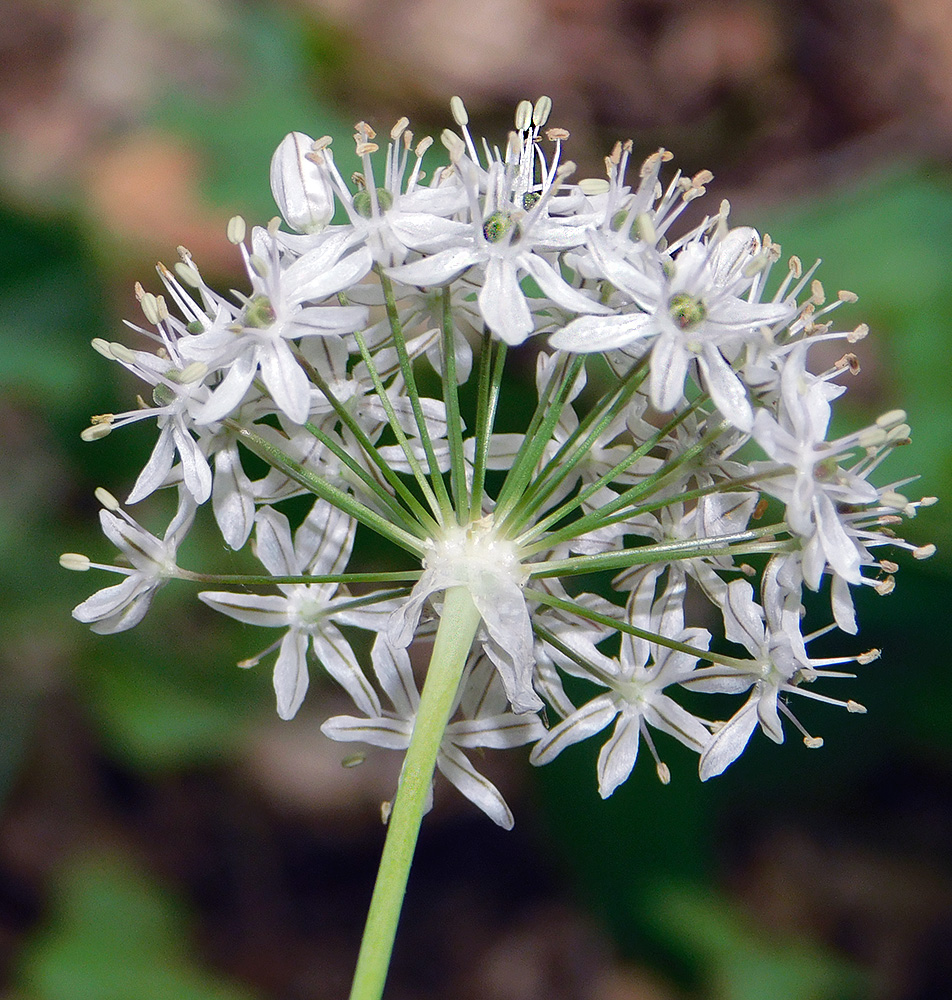 Изображение особи Allium decipiens.