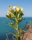 Sisymbrium altissimum