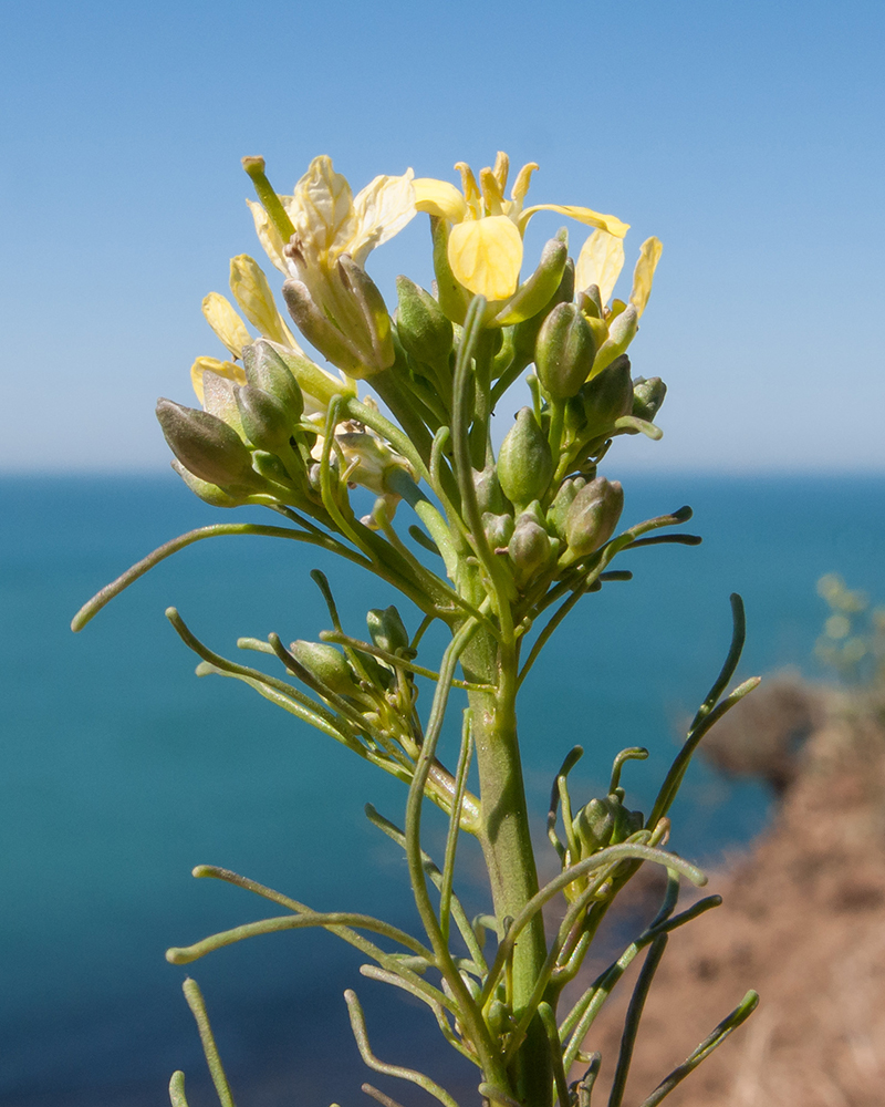 Image of Sisymbrium altissimum specimen.