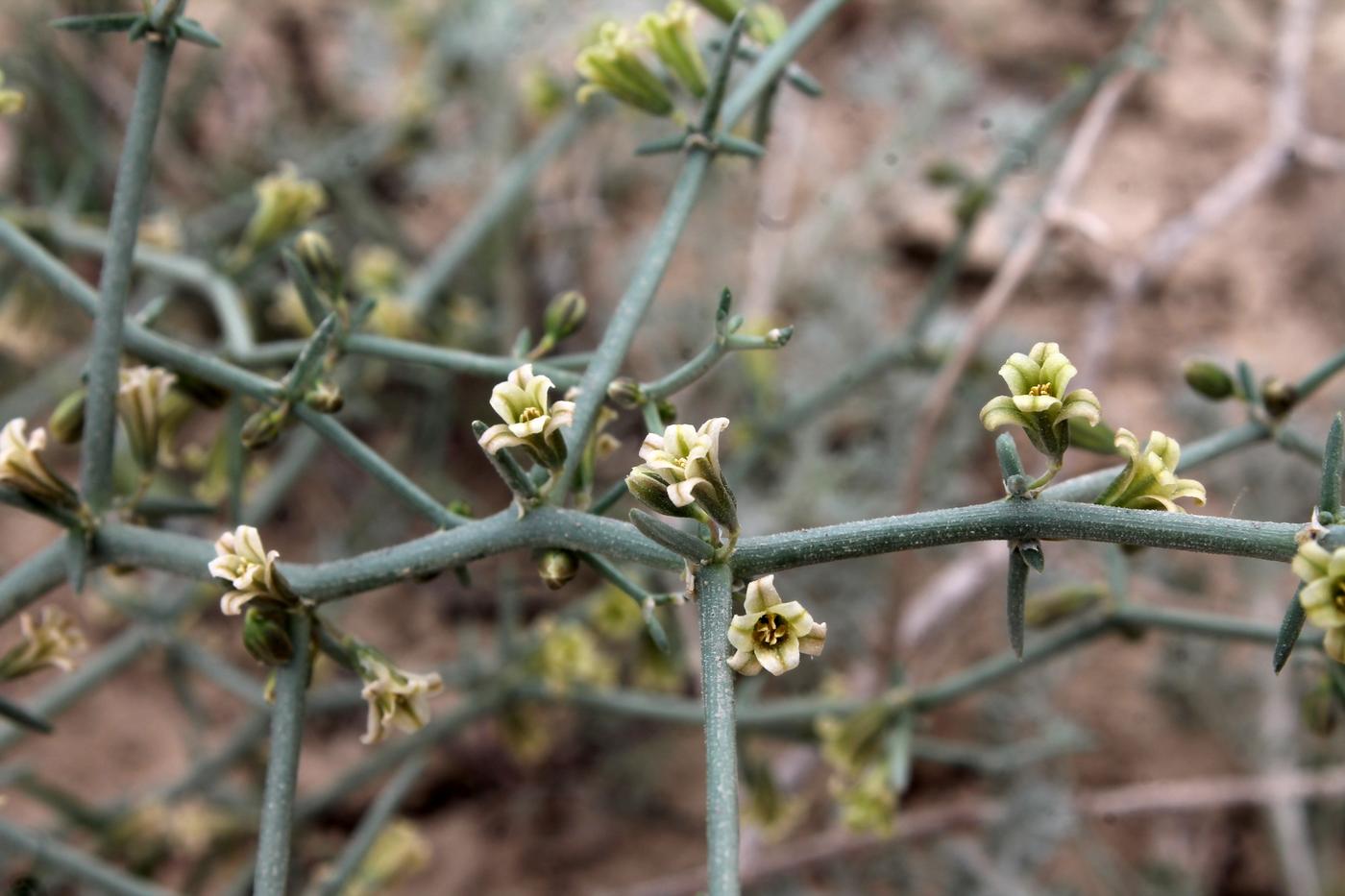 Image of Asparagus breslerianus specimen.