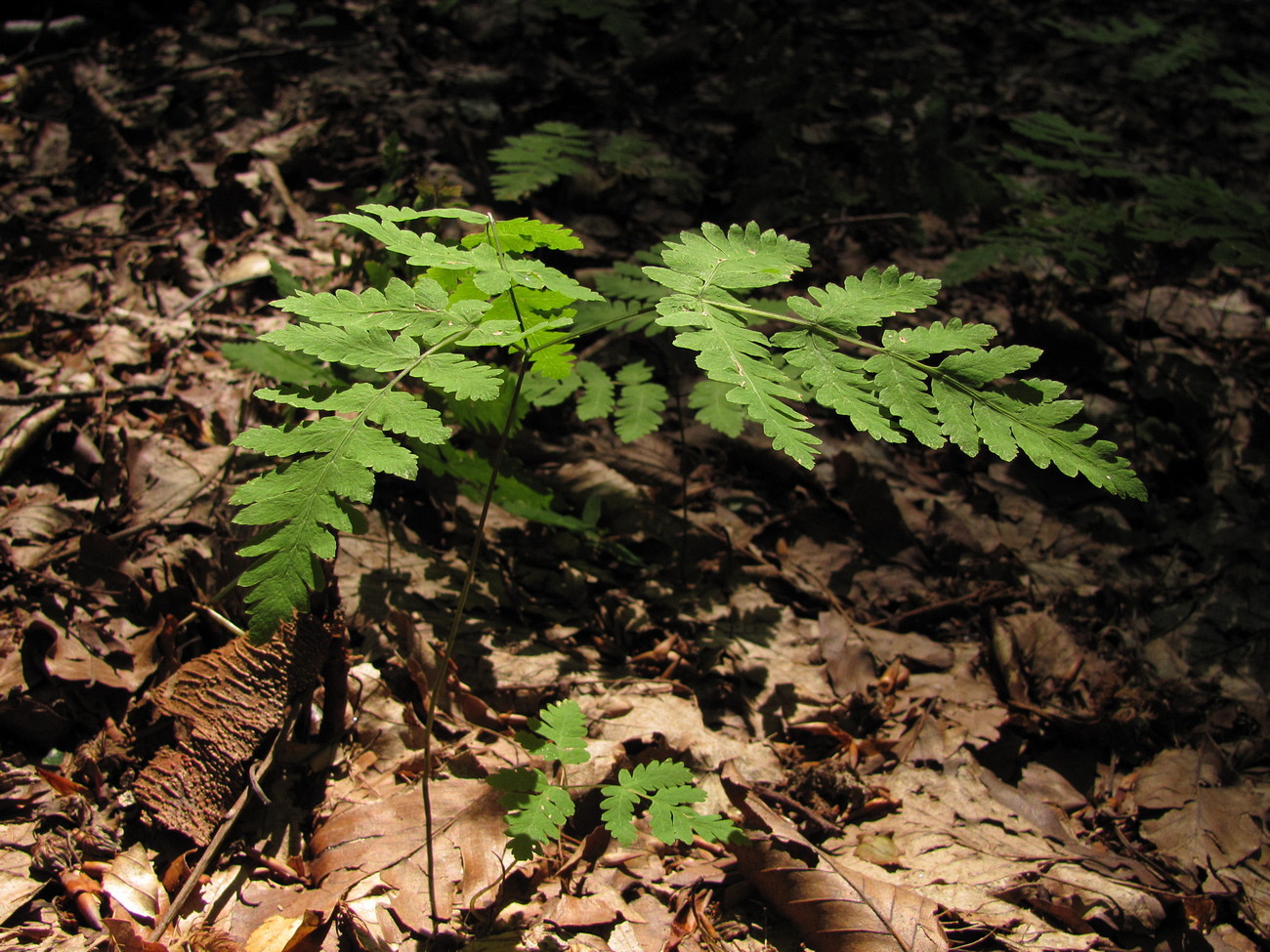 Изображение особи Gymnocarpium dryopteris.