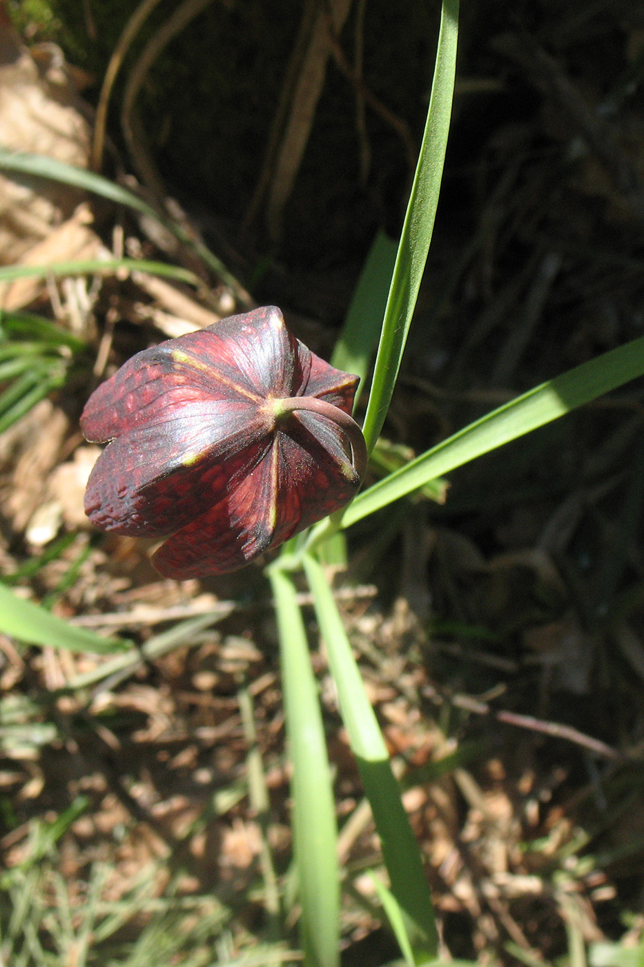 Image of Fritillaria meleagris specimen.