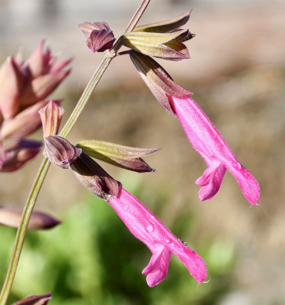 Изображение особи Salvia dorisiana.
