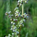 Artemisia vulgaris. Часть соцветия. Чувашия, окрестности г. Шумерля, пойма р. Сура, устье р. Шумерлинка. 8 августа 2005 г.