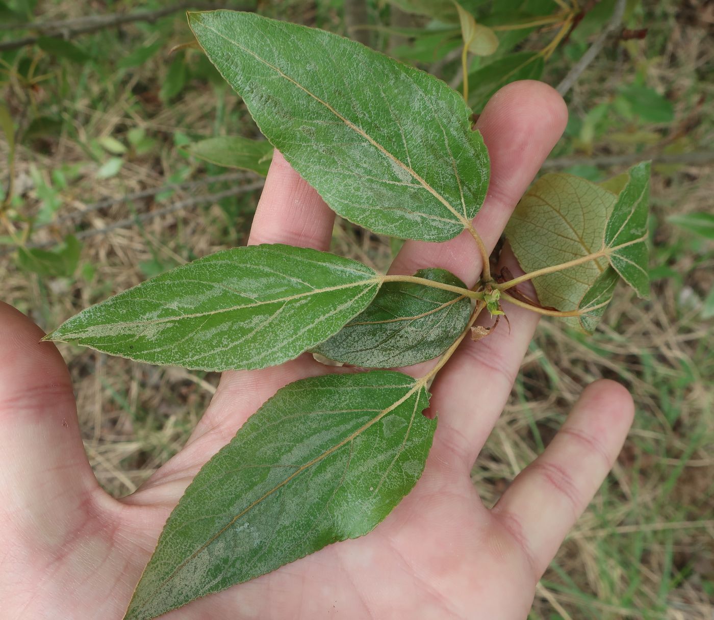 Image of Populus longifolia specimen.