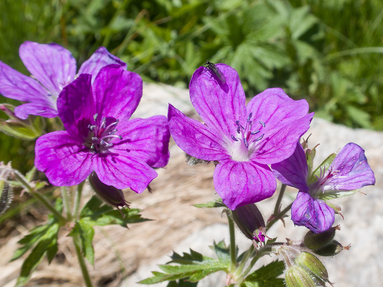 Изображение особи Geranium ruprechtii.