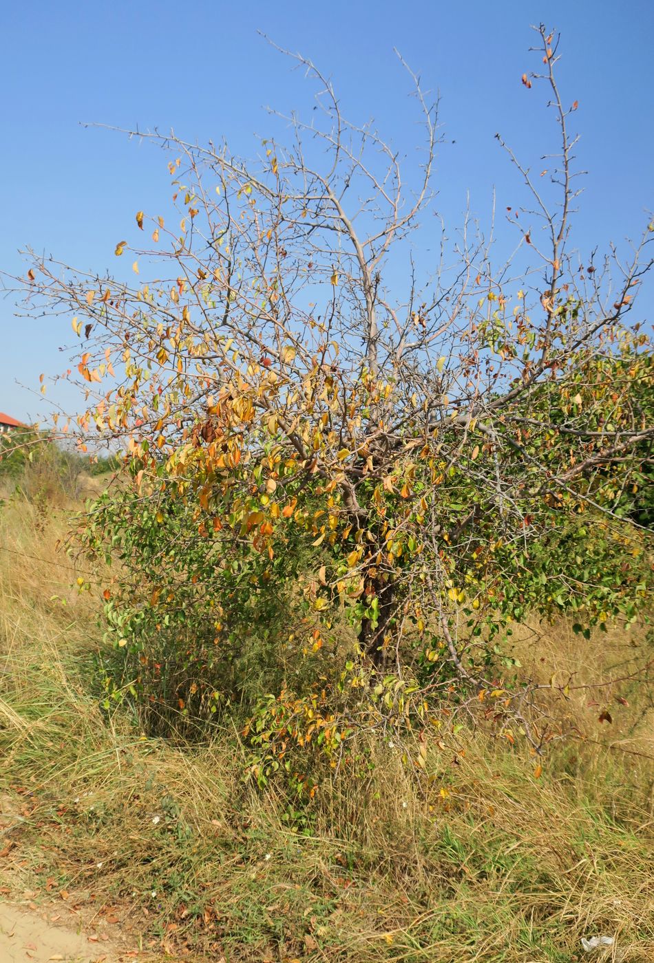 Изображение особи Malus domestica.