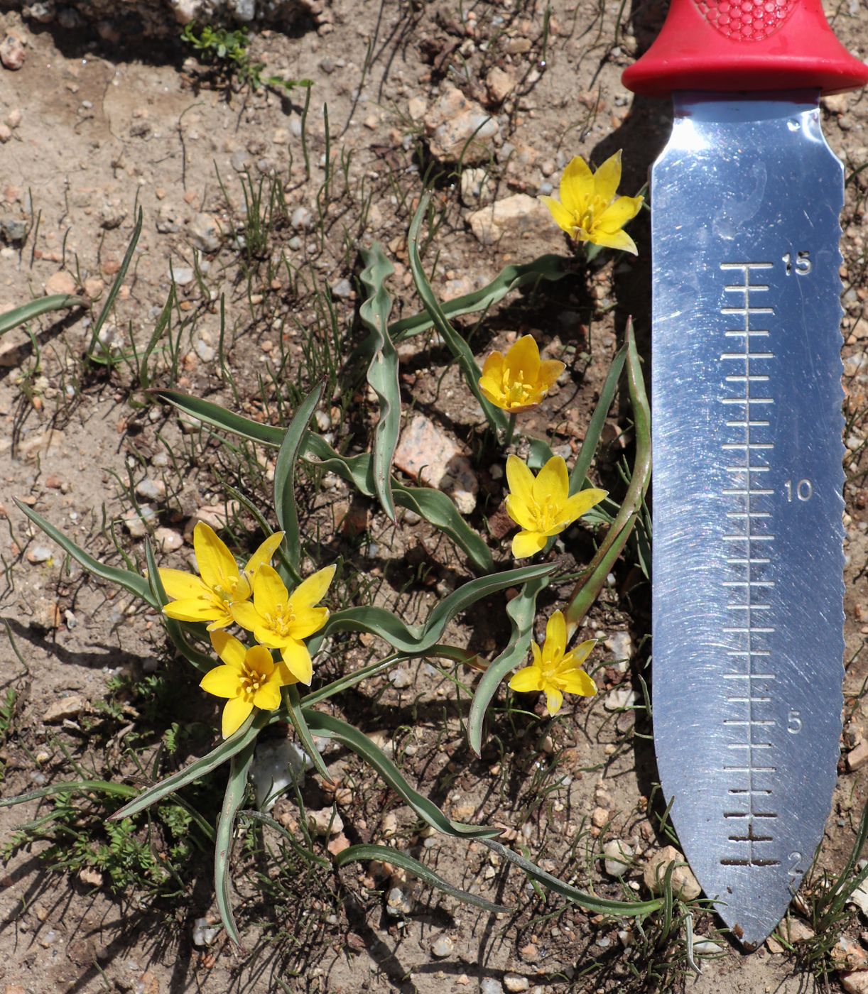 Image of Tulipa dasystemon specimen.