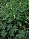 Aconitum ajanense. Цветущие растения в сообществе с Veratrum. Хабаровский край, р-н им. Полины Осипенко, хр. Дуссе-Алинь, берег оз. Тюленье, ≈ 1200 м н.у.м., окраина зарослей Pinus pumila. 19.07.2021.