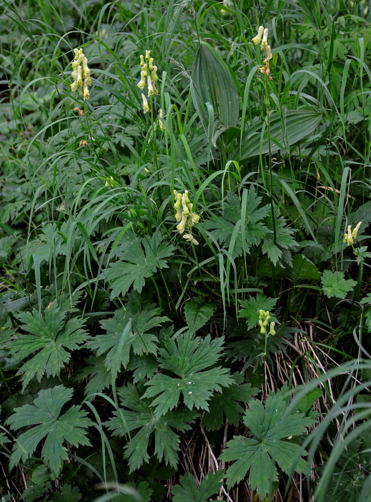 Image of Aconitum ajanense specimen.