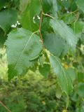 Betula platyphylla