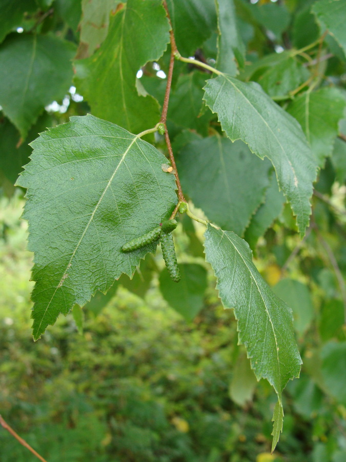 Изображение особи Betula platyphylla.