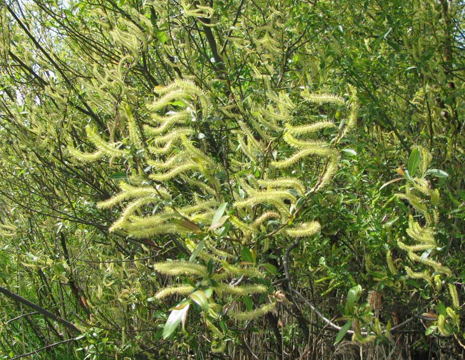 Image of Salix triandra specimen.