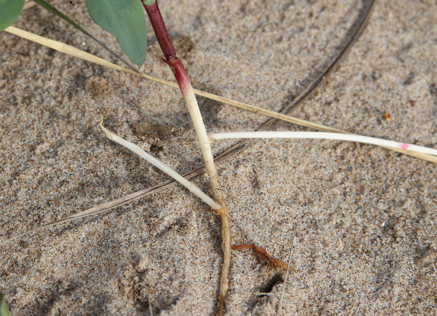 Image of Lathyrus japonicus ssp. pubescens specimen.