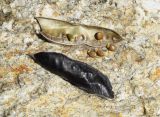 Cytisus oromediterraneus. Вскрытый плод с семенами. Испания, автономное сообщество Каталония, провинция Жирона, комарка Рипольес, муниципалитет Сеткасес, средняя часть крутого склона восточной экспозиции, ≈1615 м н.у.м., выположенная отсыпка земляного полотна на петле горной дороги, зарастающая кустарниками и травами. 13.08.2023.