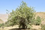 Смотреть изображение Pyrus communis