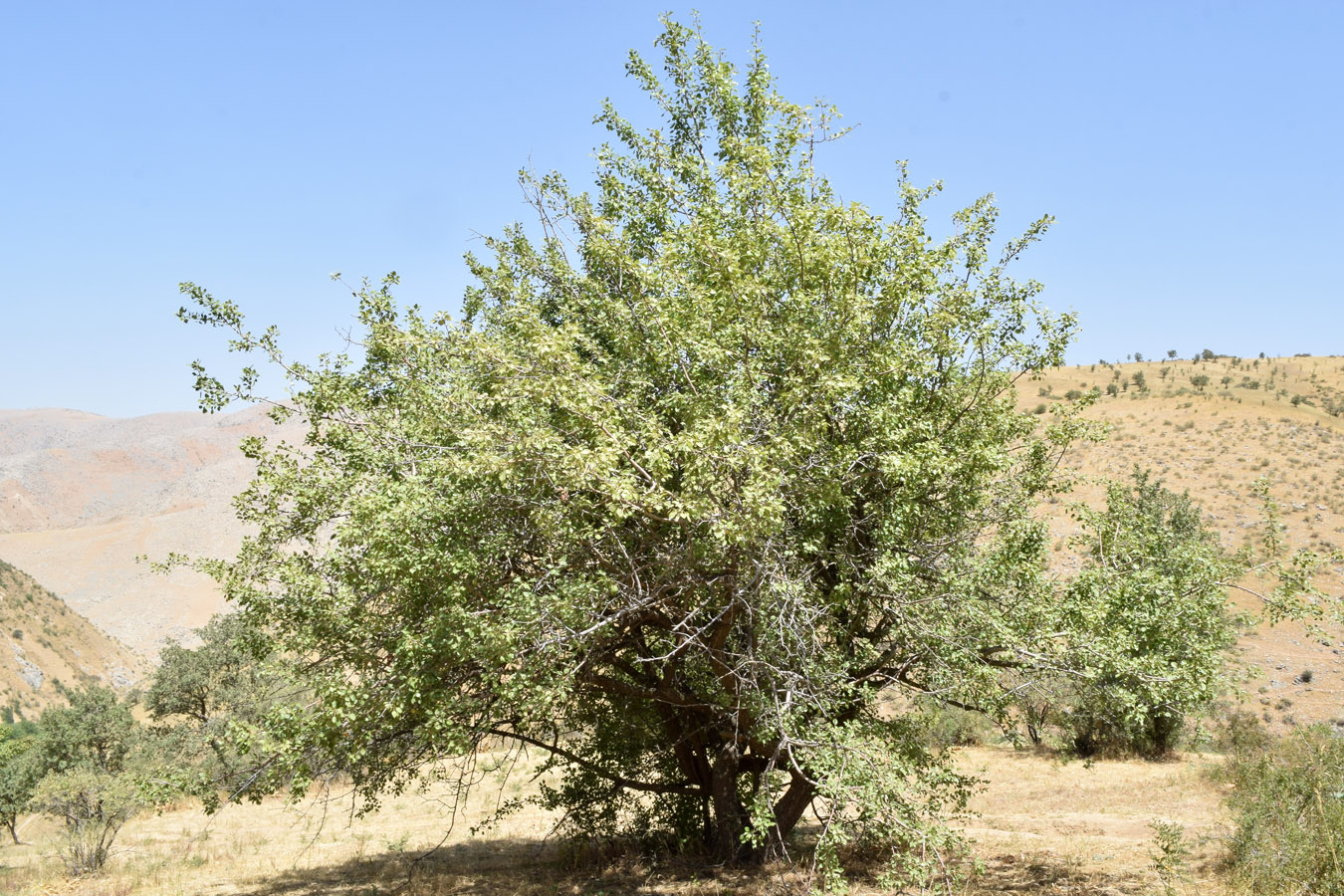 Image of Pyrus communis specimen.