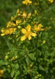 Hypericum maculatum. Верхушка цветущего растения. Челябинская обл., Златоустовский гор. округ, национальный парк \"Таганай\", окр. приюта \"Таганай\", луг. 5 июля 2023 г.