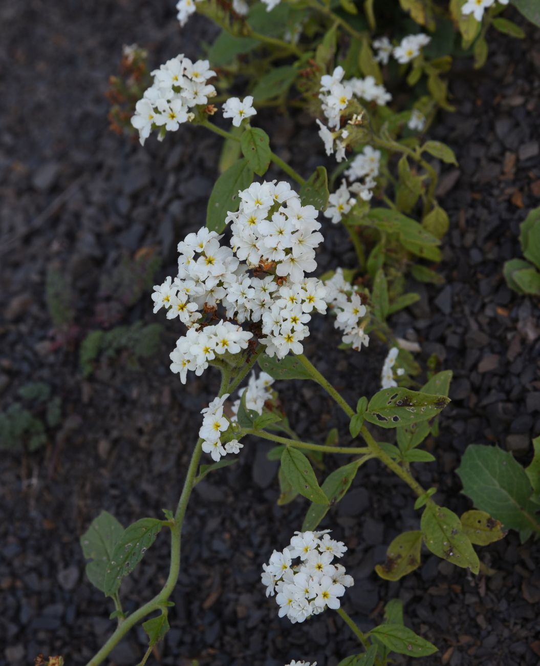 Изображение особи Heliotropium styligerum.