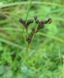 Juncus compressus. Соплодие. Ярославская обл., Угличский р-н, дер. Масальское, р. Корожечна, по урезу воды. 27.08.2008.