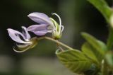 Cleome rutidosperma. Цветки. Таиланд, Бангкок, парк Люмпини, незасеянное пространство под деревьями. 31.08.2023.