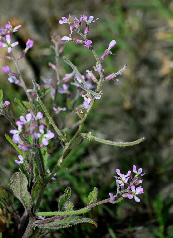 Изображение особи Strigosella africana.