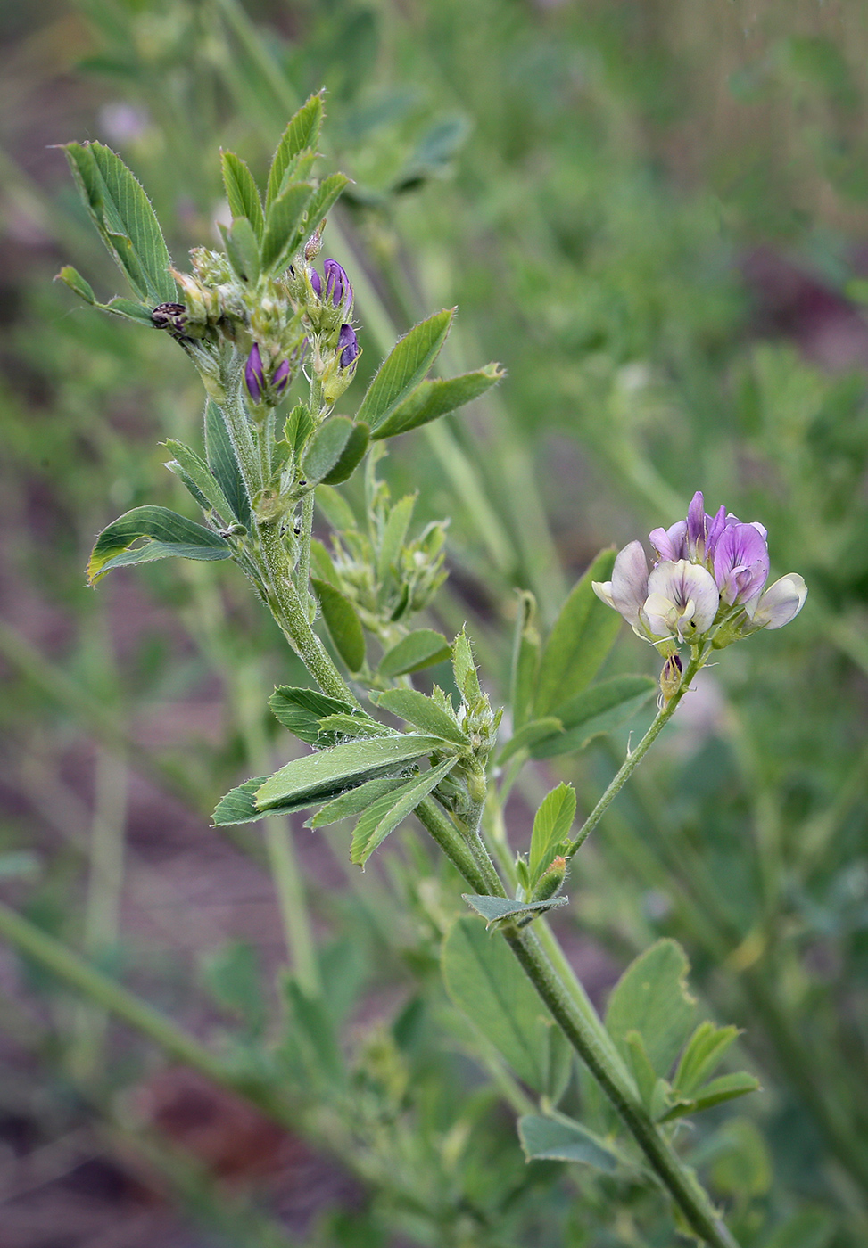 Изображение особи Medicago × varia.