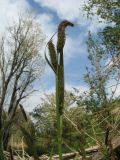 Carex acutiformis