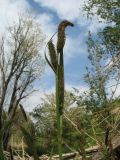 Carex acutiformis