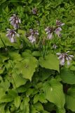 Hosta capitata