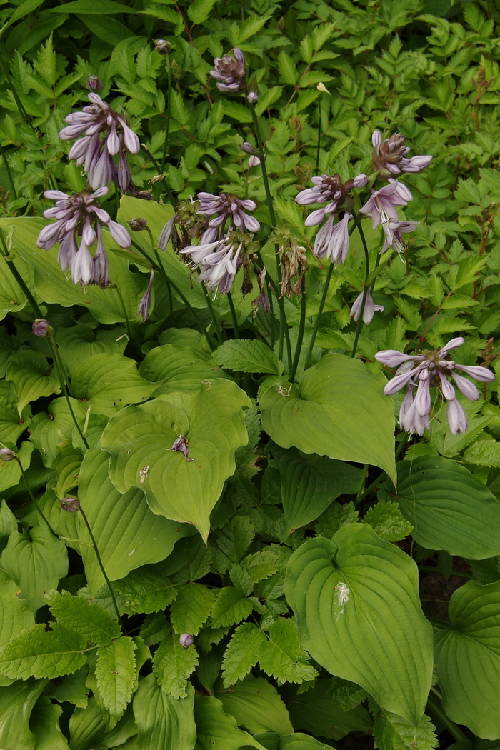 Изображение особи Hosta capitata.