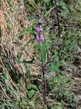 Phlomoides tuberosa. Цветущее растение. Хакасия, Ширинский р-н, окр. с. Ефремкино, скалы Тогыз-Аз, степной склон. 07.06.2022.