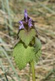 Lamium purpureum. Верхушка цветущего растения. Испания, автономное сообщество Каталония, провинция Жирона, комарка Баш Эмпорда, муниципалитет Тороэлья-де-Монгри, окр. устья р. Тер, маршевый луг Платера (Platera), микропонижение вдоль земляного вала, отделяющего луг от грунтовой дороги. 28.03.2023.