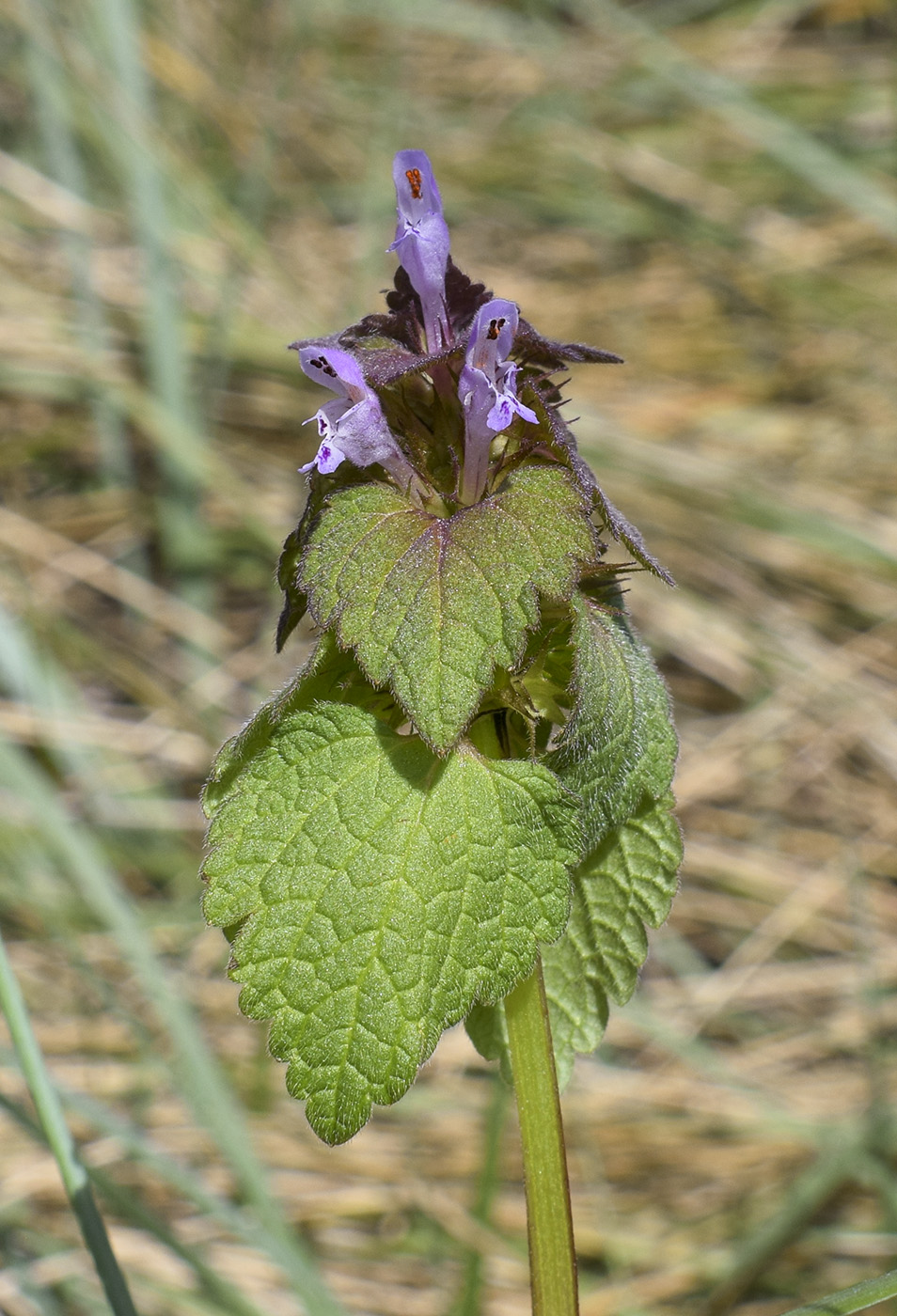 Image of Lamium purpureum specimen.