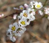 Polygonum arenarium. Верхушка соцветия. Украина, Днепропетровская обл., Петриковский р-н, с. Кулеши, песчаные холмы среди насаженных сосен. 08.10.2010.