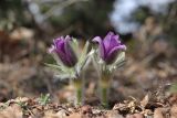 Pulsatilla taurica. Цветущие растения. Крым, Севастополь, окр. с. Терновка, скалы Кара-Коба. 09.03.2024.