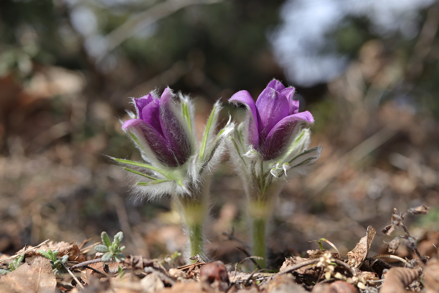 Image of Pulsatilla taurica specimen.