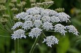 Heracleum dissectum. Соцветие. Красноярский край, гор. округ Норильск, пос. Снежногорск, луговой склон. 21.07.2023.