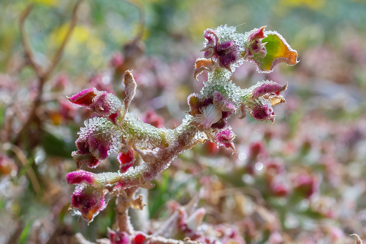 Image of Mesembryanthemum crystallinum specimen.