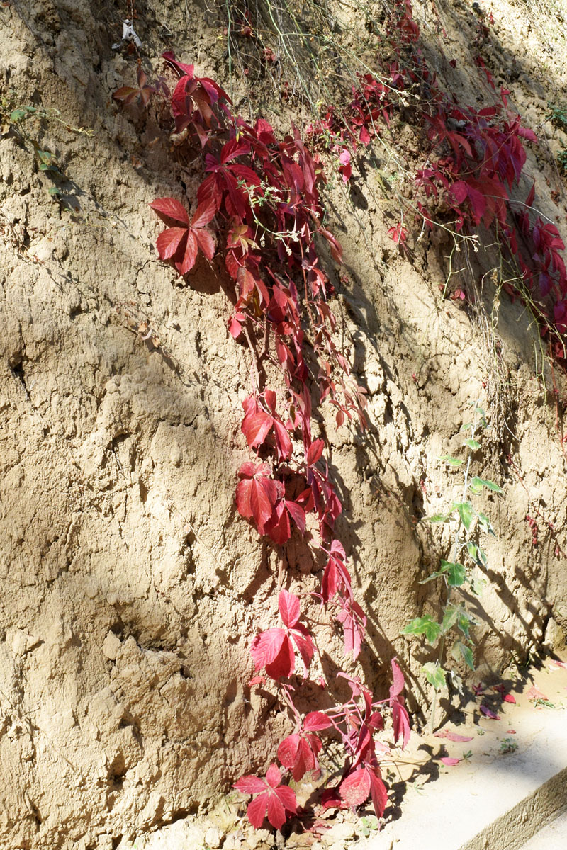 Image of Parthenocissus quinquefolia specimen.