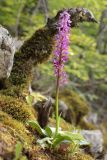 Orchis mascula