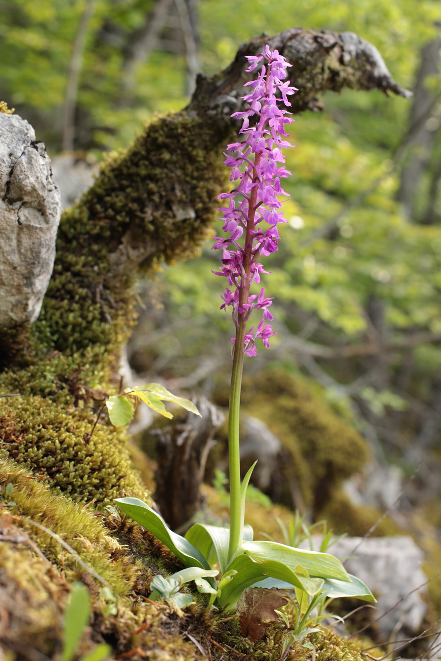 Изображение особи Orchis mascula.