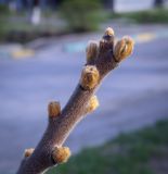 Rhus typhina. Верхушка побега в состоянии покоя. Ростовская обл., г. Донецк, озеленение. 09.04.2024.