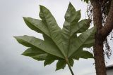 Tetrapanax papyrifer. Часть ствола с основанием скелетной ветви и лист (видна абаксиальная поверхность). Абхазия, Гагрский р-н, с. Лдзаа, частное подворье. 14.04.2024.