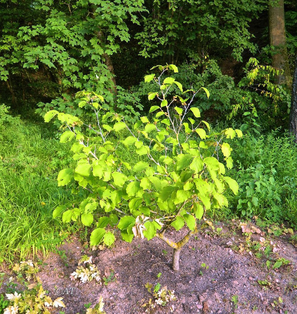 Image of genus Hamamelis specimen.