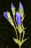 Gentiana olivieri