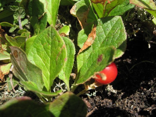 Image of Vaccinium praestans specimen.